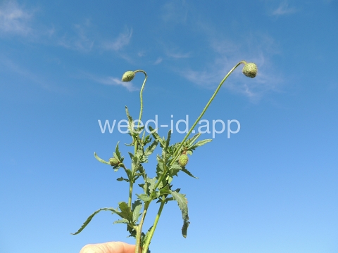 poppy, corn
